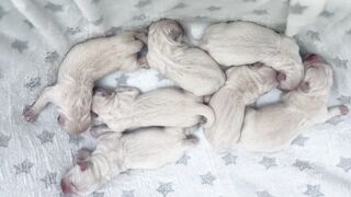 small dogs