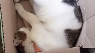 Nemo tidur 2