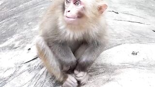 Cute monkey. Monkey funny monkey .