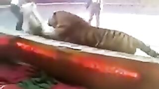 Lion attack 4