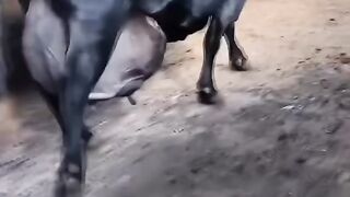 Animal video 12