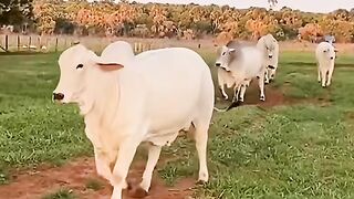 Animals 66