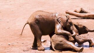 THE ELEPHANT