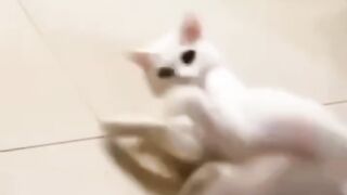 Cats Being Cats: The Funniest Cat Compilation Ever