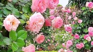 Amazing flower garden