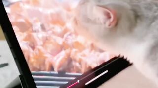 Short and entertaining animal videos 2024