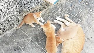 A beautiful cat and her little kids are taking a nap