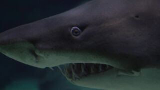 Danger of the sea
