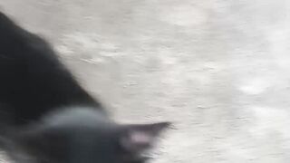 playing with a beautiful cat