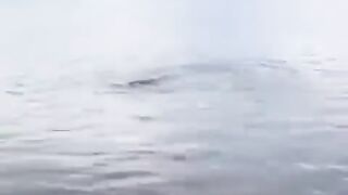 Funny video #35