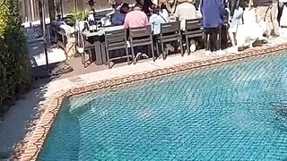 Daredevil Dog Runs Across Pool Cover