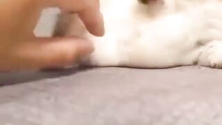 Kitten 8