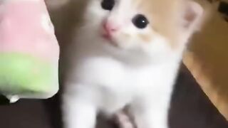 Kitten 9,*little