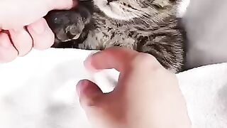 Little__cats