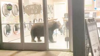 The bear drop by to do some laundry