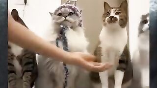Kucing pintar dan kucing oon