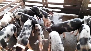 Cochinos