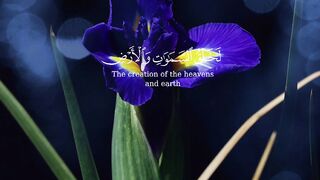 video 537