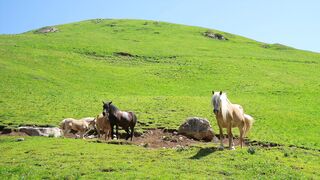 The beauty of nature with horses
