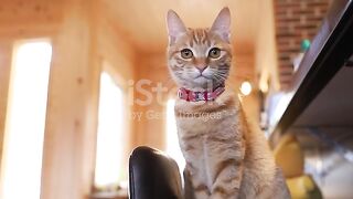 Cat ♥️????