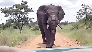 Sauvage d'afrique