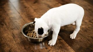 Little puppies eating