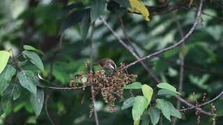 Bird taking insects from a branch
