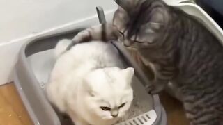 Cat interfering with the toilet