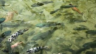 Large fish feeding in a pond