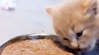 Cute cats 36