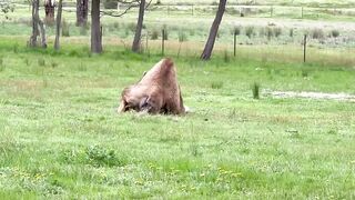 animal video 5