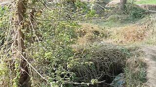 Village greenery