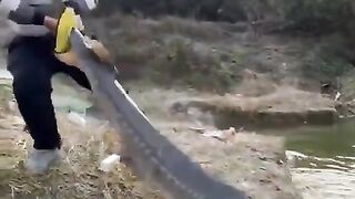 catching giant fish