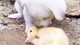 So cute Animal