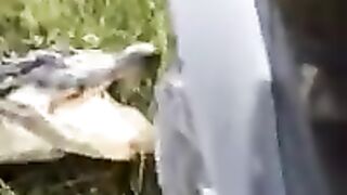 Crocodilo x carro