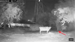 Real ghost catch cctv