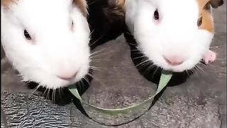 So Cute Rabbit