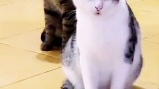 Funny moment cat and duke ????