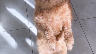 Dog dancing