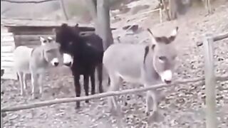 Champion donkey funny