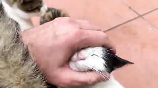 Homeless Little kittens and mother cat waiting for me every day(360P).