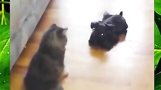 Cat vs dog