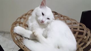 Cute and baby Cat | cats   for kids