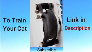 Funniest Animals 2023 | Funniest Cats and Dogs| Part 4