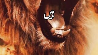 ہم استعمال میدان کے کھلاڑی ہے
