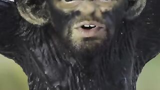 Funny  try to laugh
