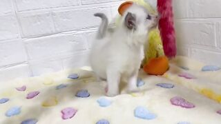 Funny cat