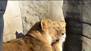 Lion scene