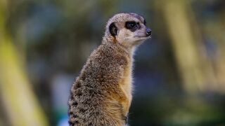 Very beautiful animals in the world!