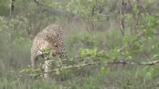 Surprise_ A dog was suddenly attacked by a jaguar while walking on the street(720P_HD